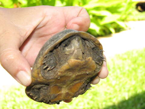 Image of Common Musk Turtle