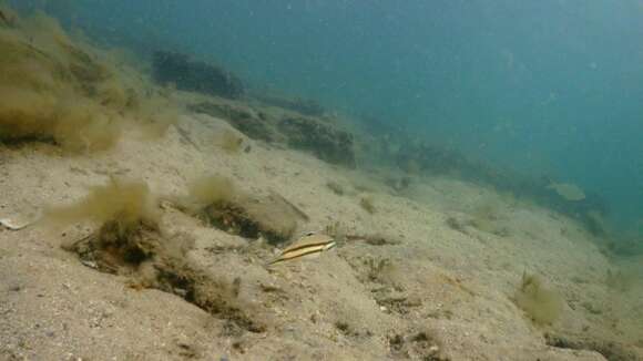 Image of Twostripe goby