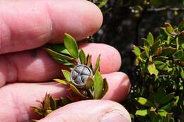 Sivun Leptospermum nitidum Hook. fil. kuva