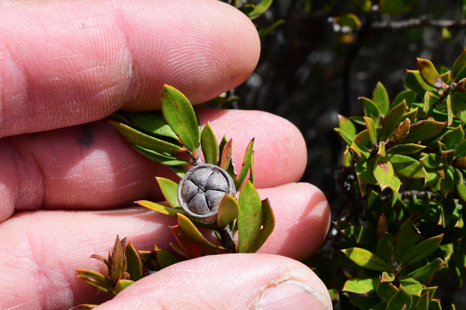 Image de Leptospermum nitidum Hook. fil.