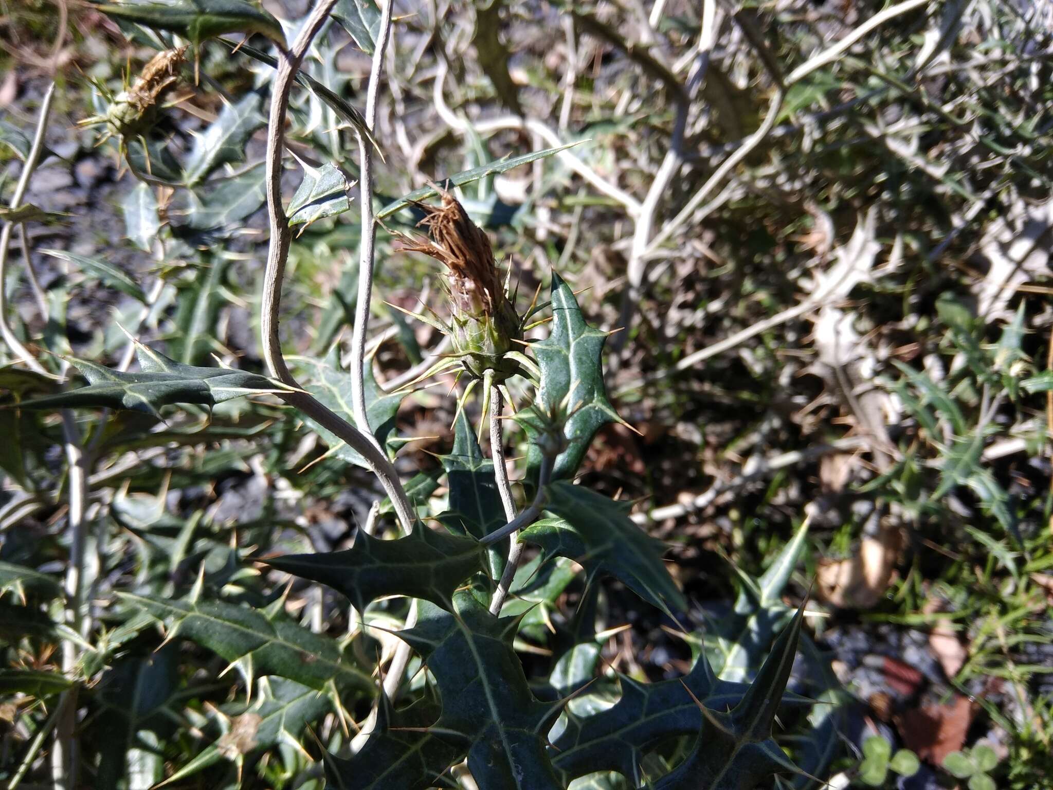 Image de Lamyropsis sinuata (Trautv.) Dittrich