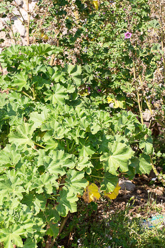 Imagem de Malva arborea (L.) Webb & Berth.