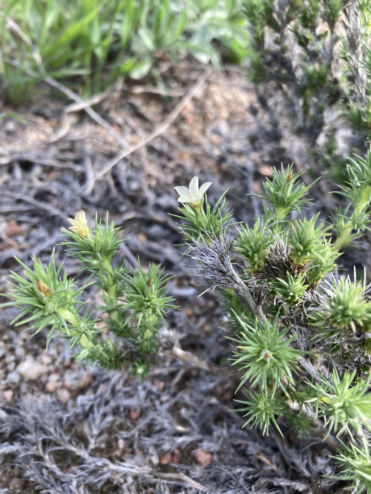 Image of mat prickly phlox