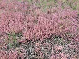 Sivun Salicornia decumbens (Toelken) Piirainen & G. Kadereit kuva