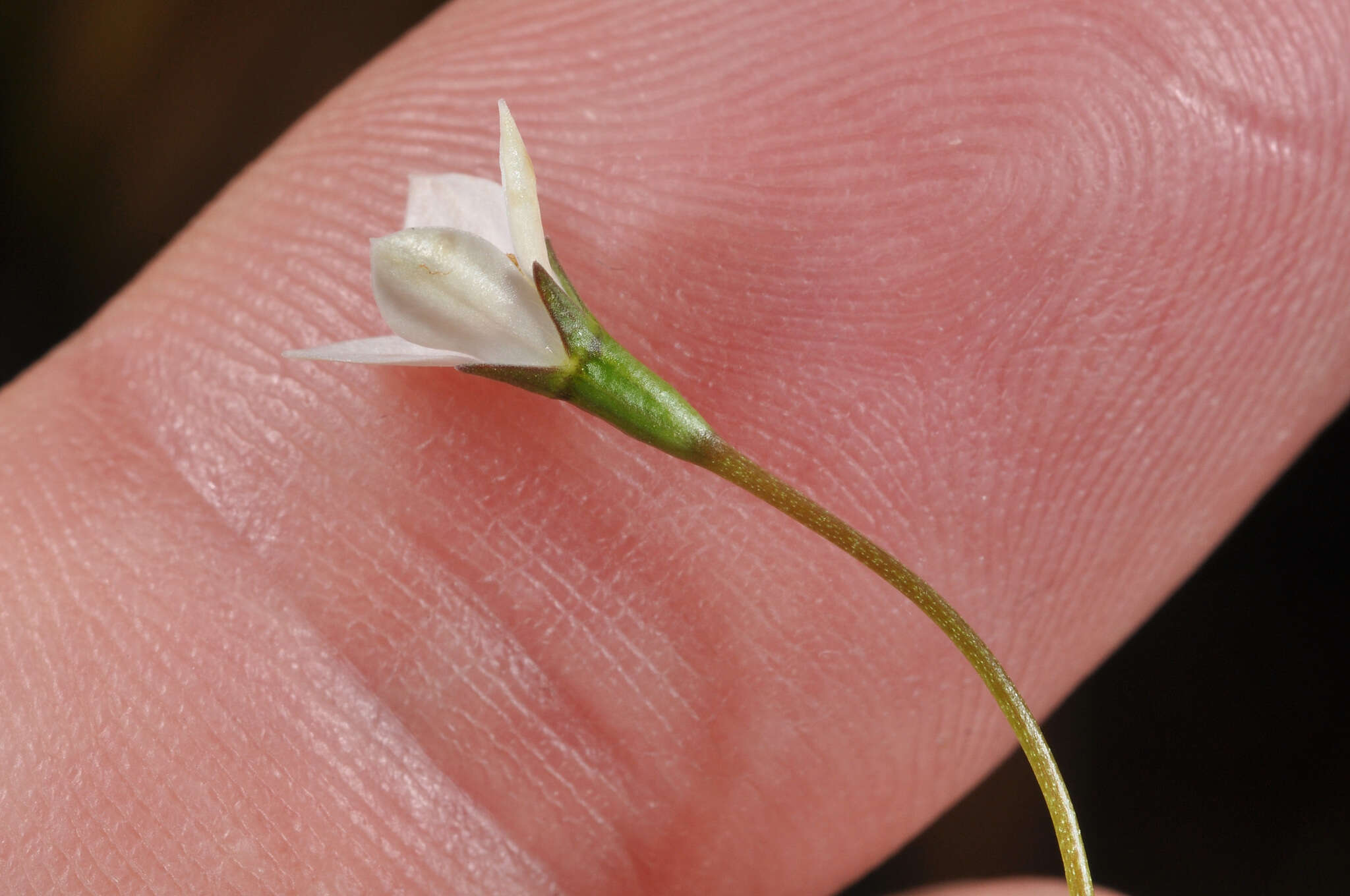 Image of Wahlenbergia rupestris G. Simpson