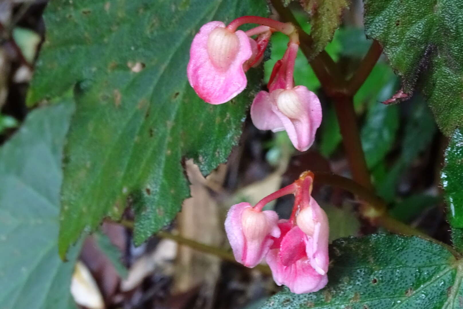 Image of Begonia palmata D. Don