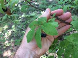 Lonicera nigra L. resmi