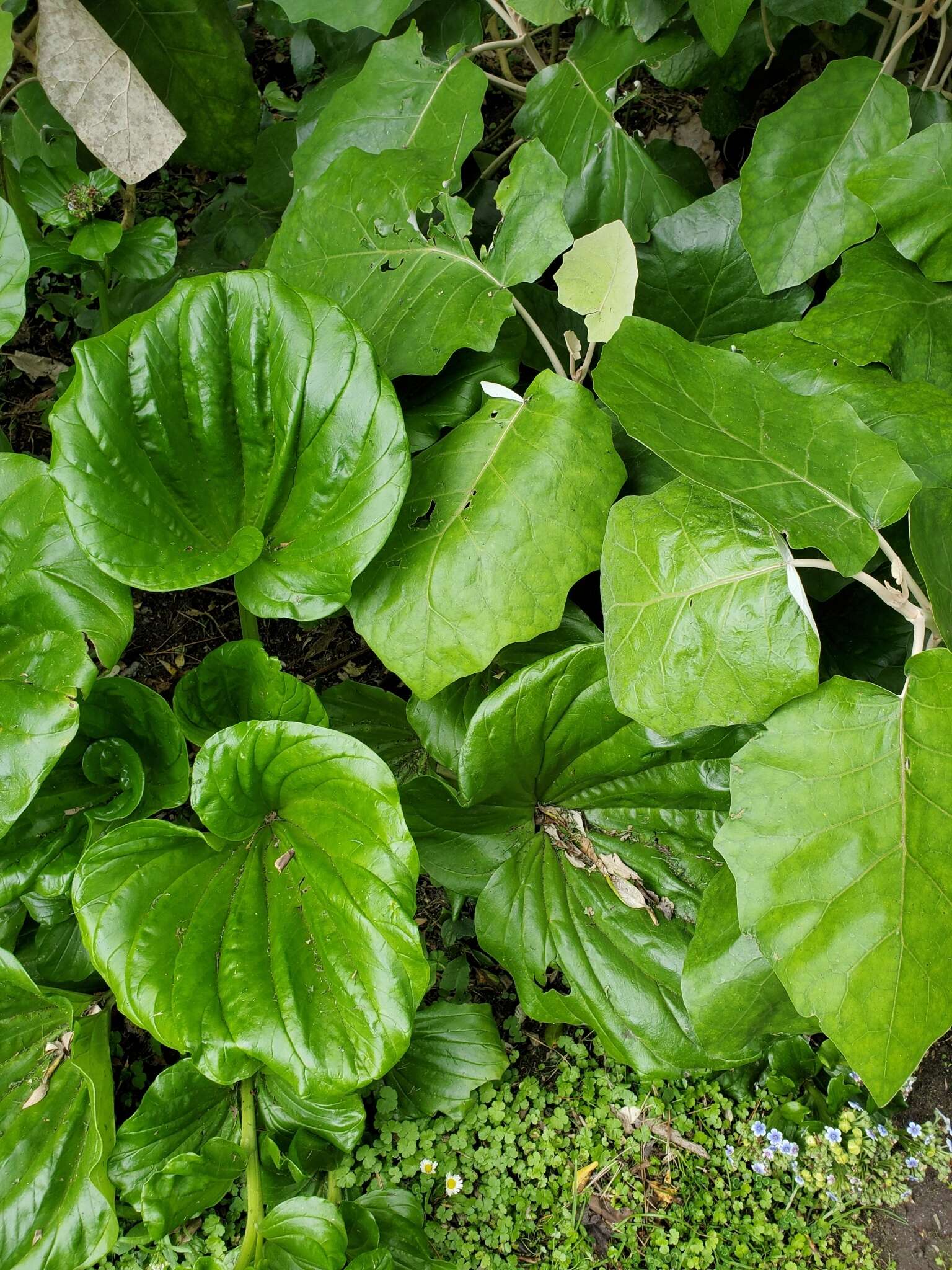 Image of giant forget-me-not