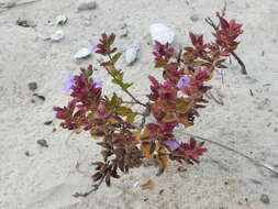 Image of angled sandmint