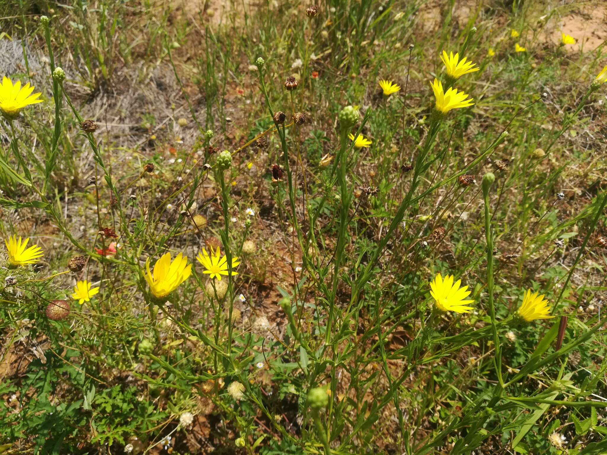 Sivun Xanthisma texanum var. texanum kuva