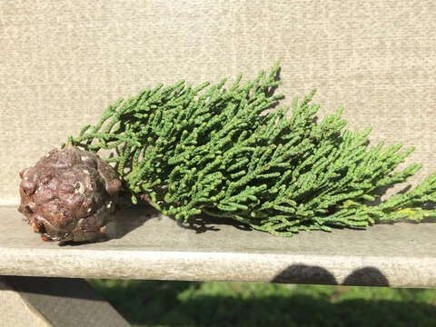 Image of Monterey cypress