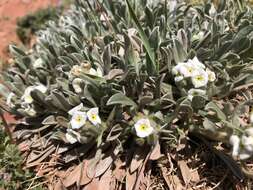 Image of roundspike cryptantha