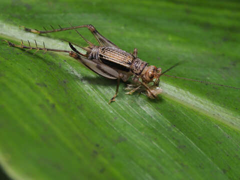 Image of Svistella bifasciata (Shiraki 1911)