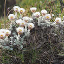 Image of Helichrysum glaciale Hilliard