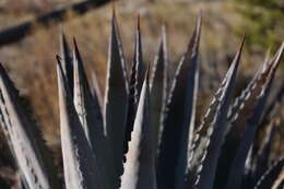 صورة Agave yavapaiensis W. C. Hodgs. & Salywon