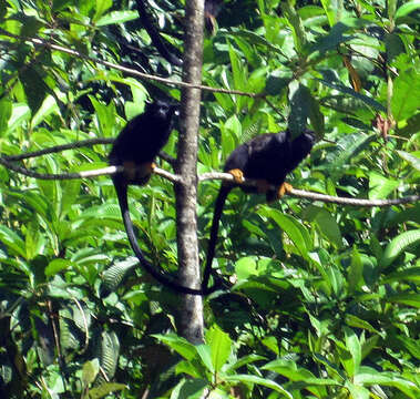 Image of Golden-handed Tamarin