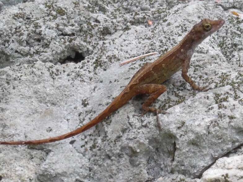 Imagem de Anolis concolor Cope 1862