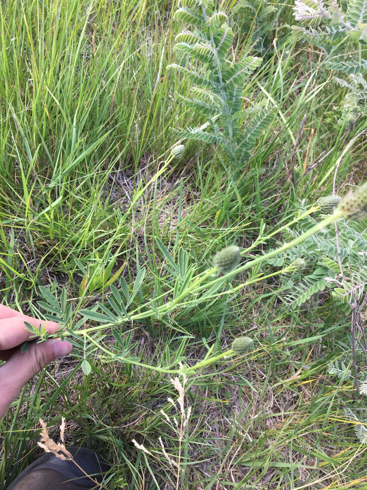 Image of white prairie clover