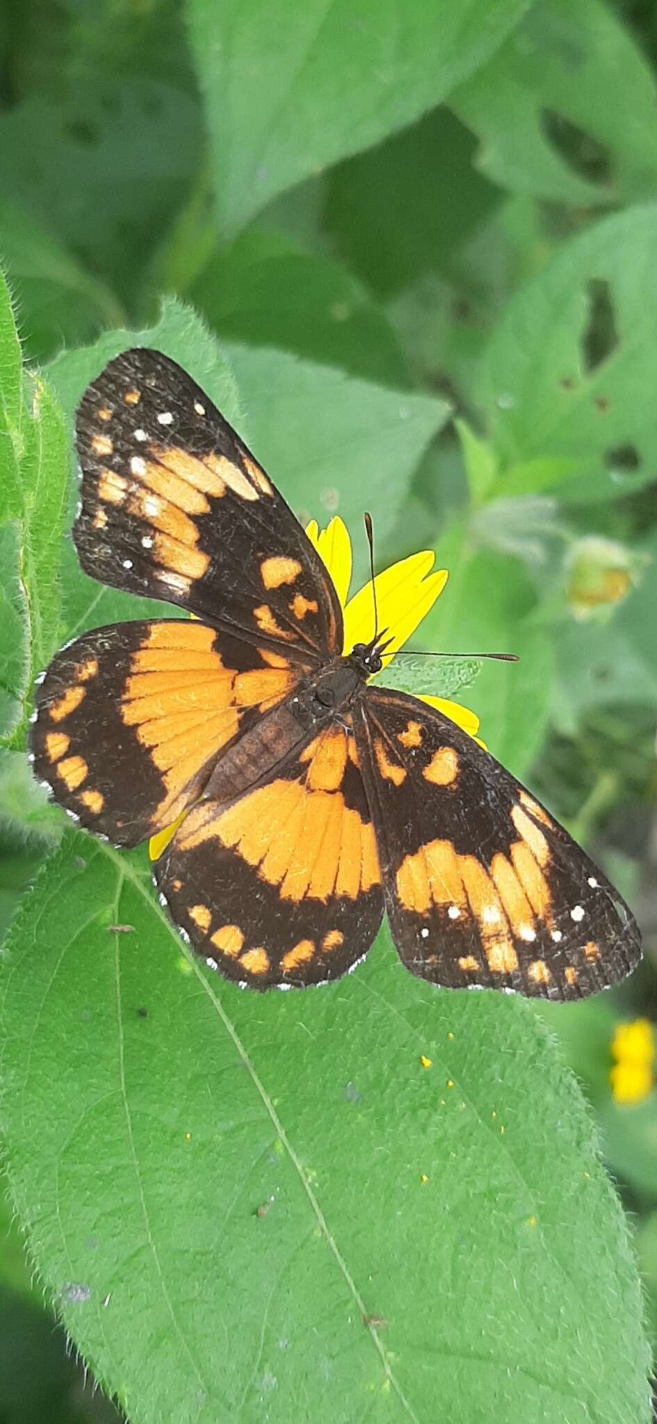 Sivun Chlosyne lacinia saundersi Doubleday (1847) kuva