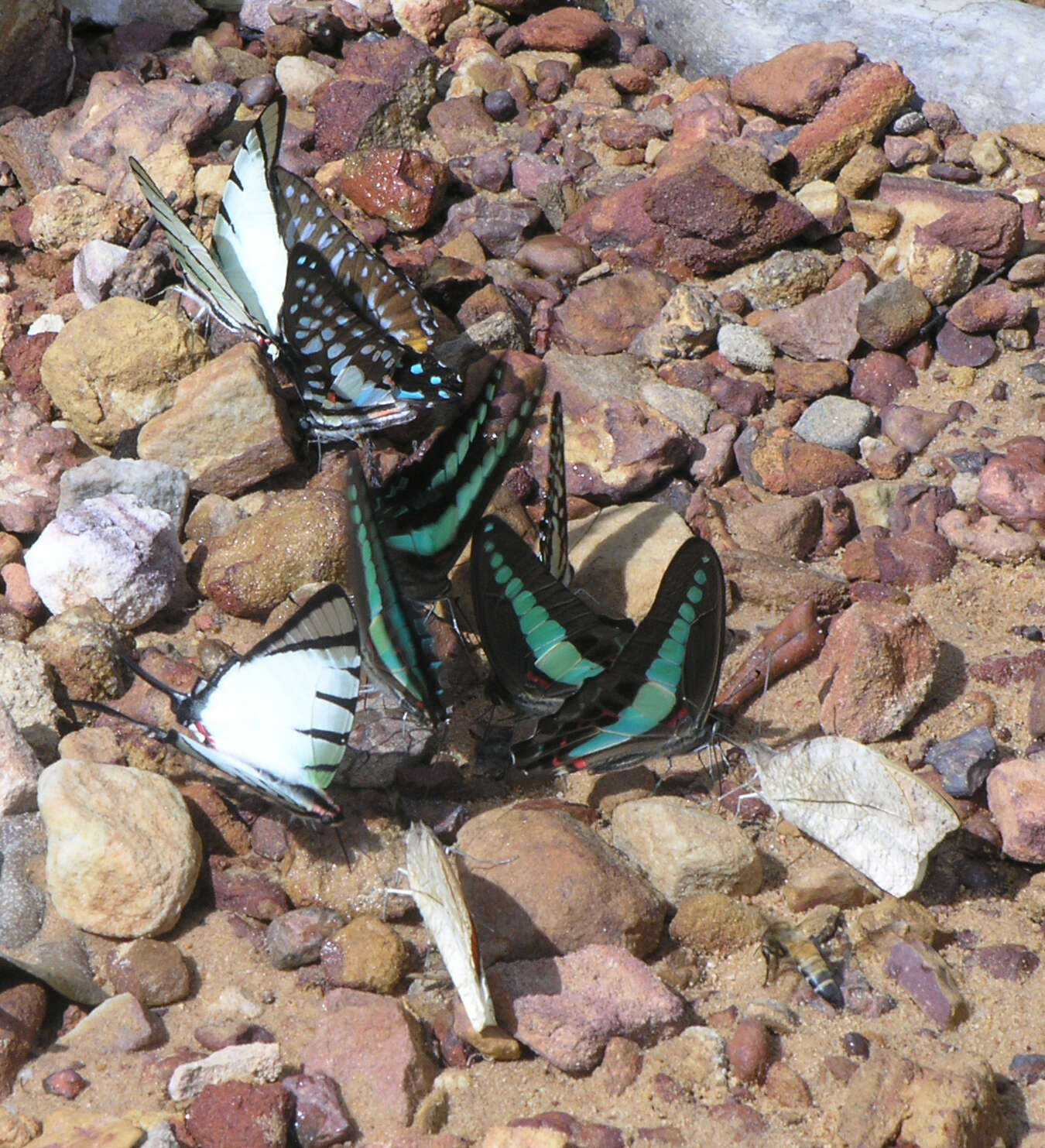 Слика од Graphium agetes (Westwood 1841)