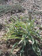 Image de Tragopogon marginifolius Pawl.