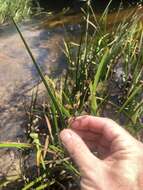 Sivun Schoenoplectus etuberculatus (Steud.) Soják kuva