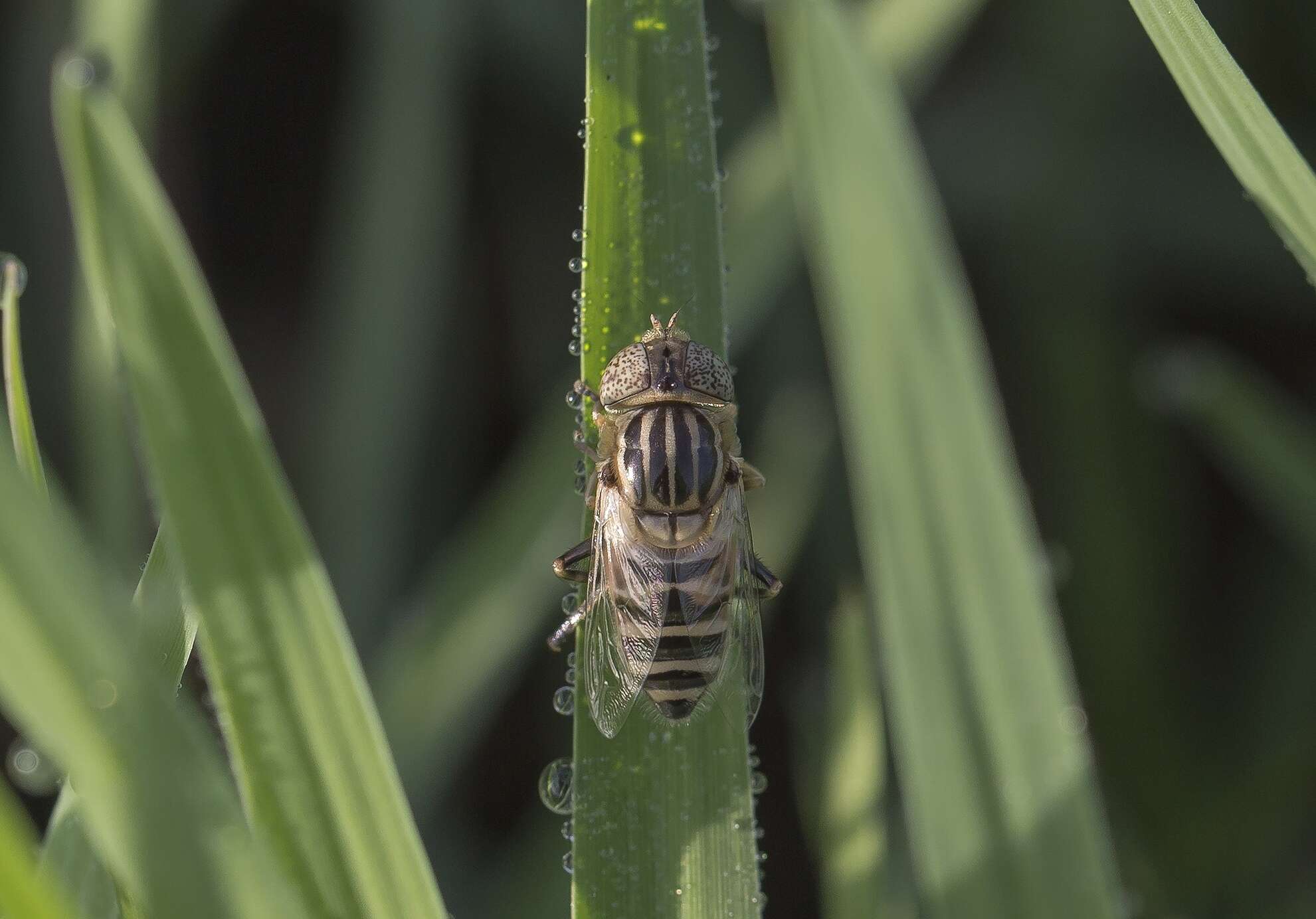 صورة Eristalinus megacephalus (Rossi 1794)