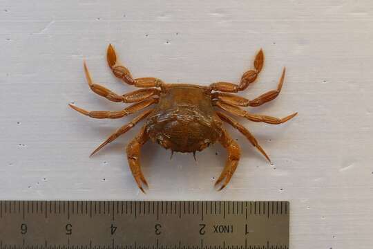 Image of wrinkled swimming crab