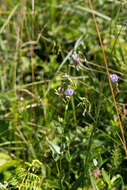 Image de Heliophila rigidiuscula Sond.