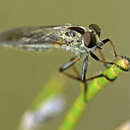 Image of Cerdistus varifemoratus (Macquart 1850)