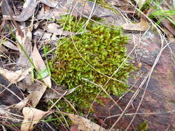 Imagem de Sematophyllum homomallum Brotherus 1925