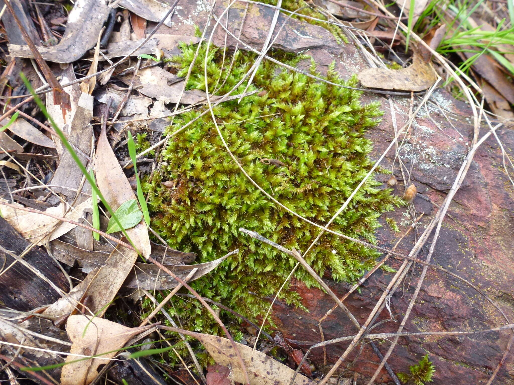 Image of Sematophyllum homomallum Brotherus 1925