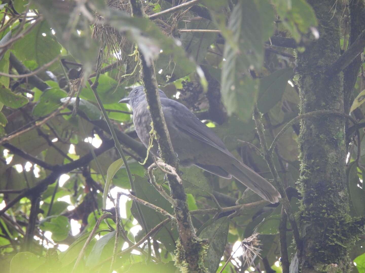 Image of Dusky Piha