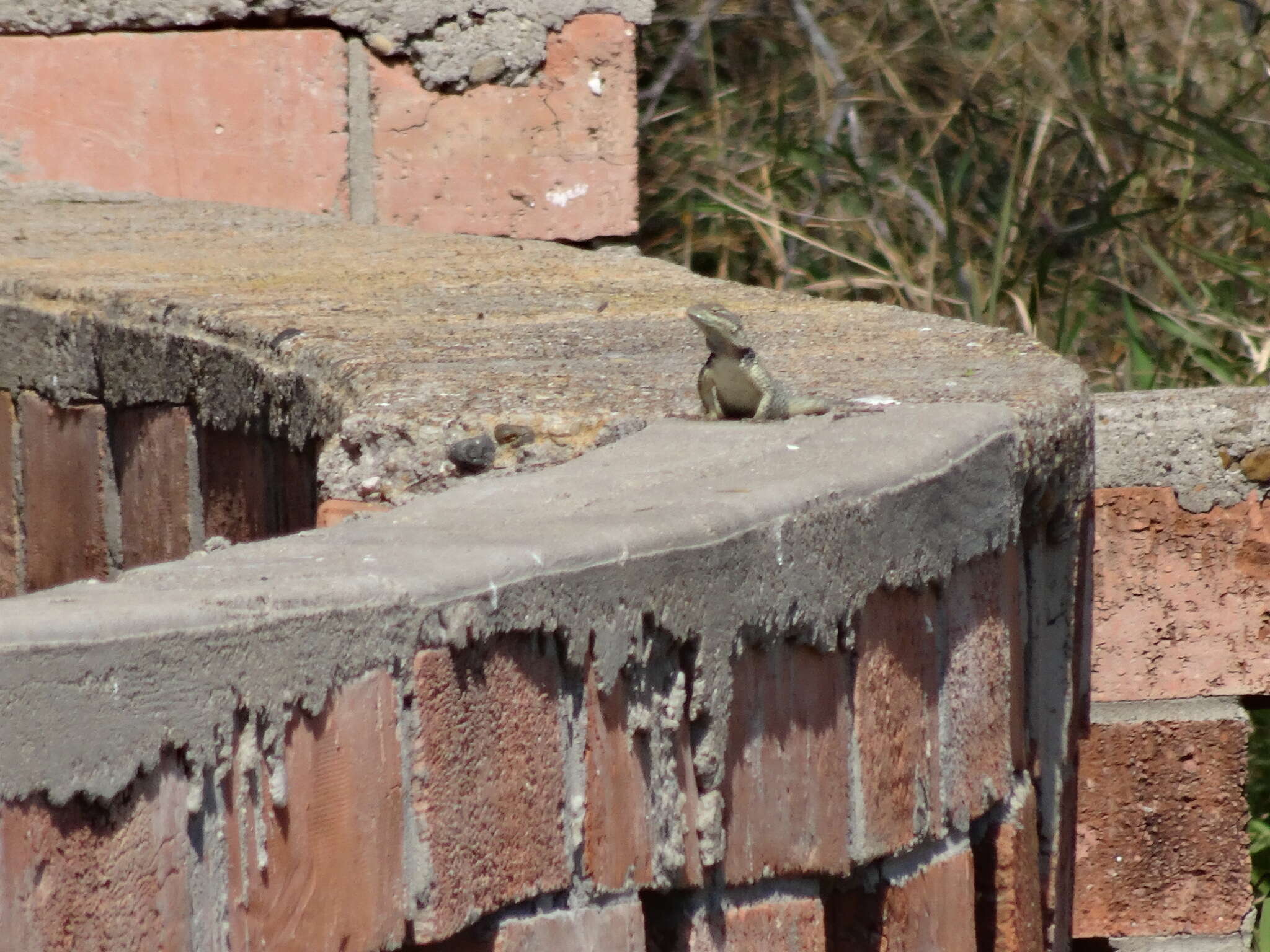 Image of Blue Spiny Lizard