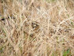 Image of Smith's Longspur