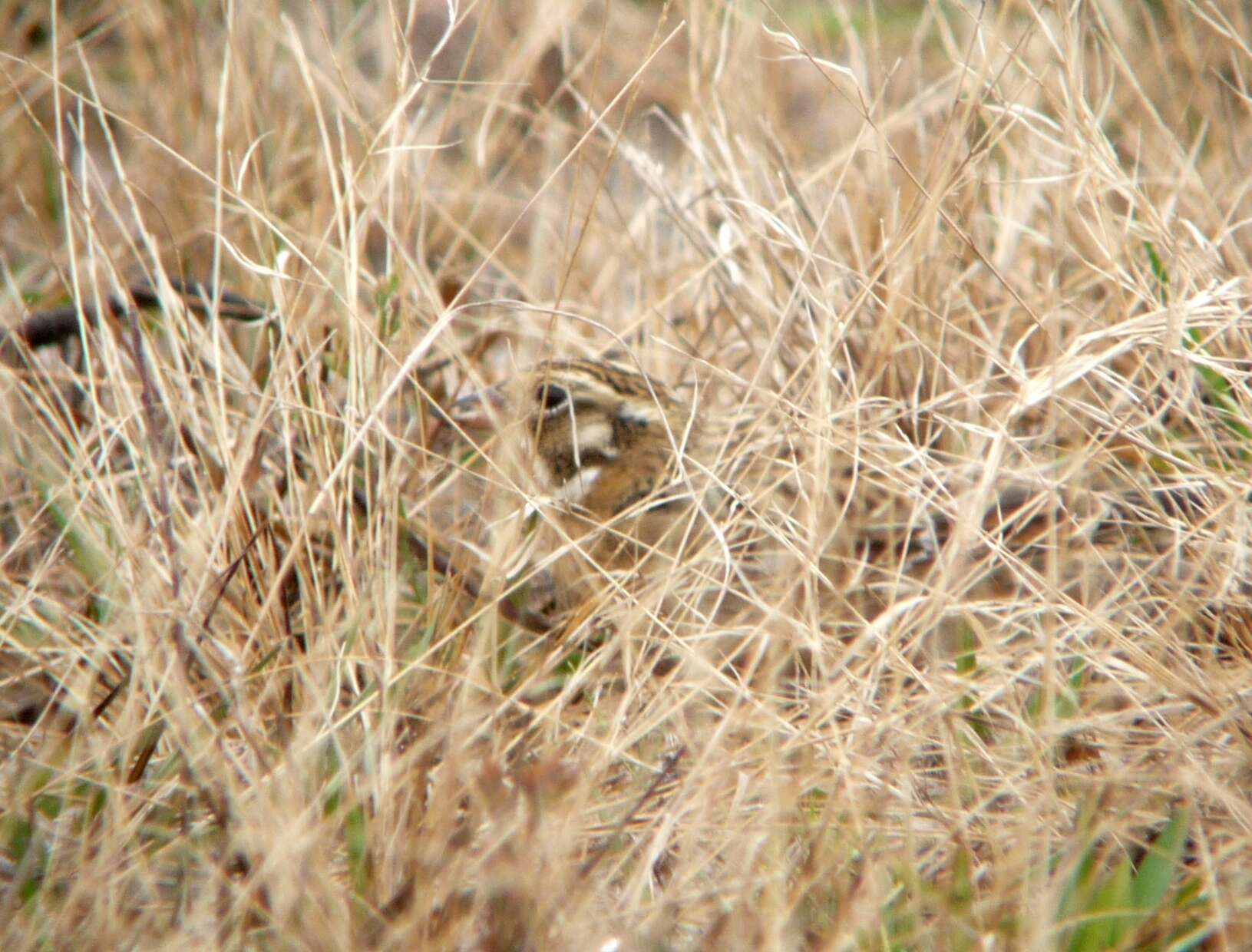 Image of Smith's Longspur