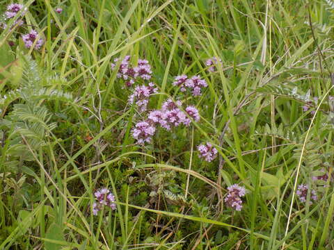 Image of Thymus alpestris (Celak.) Tausch ex A. Kern.