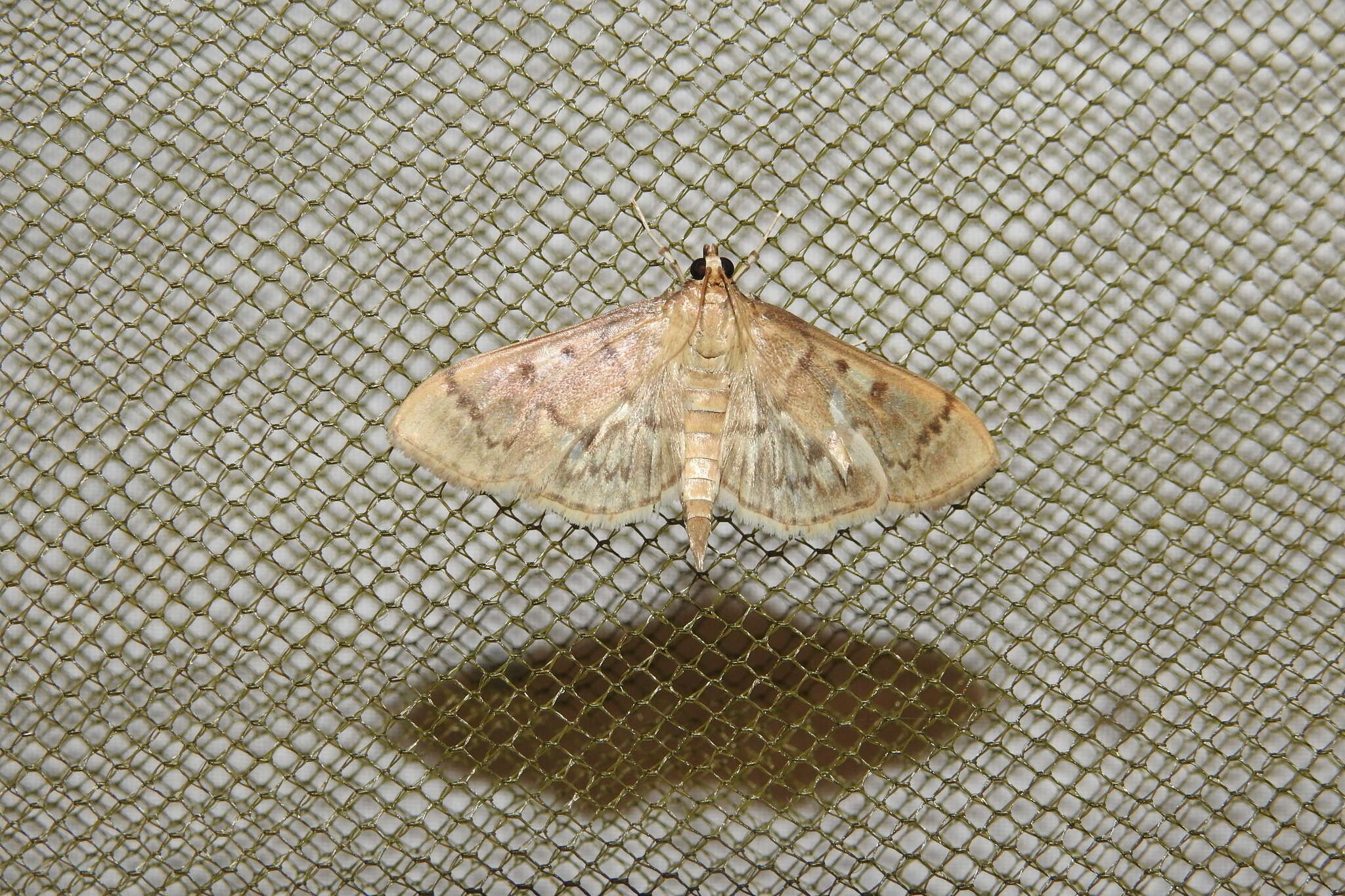 Image of Serpentine Webworm