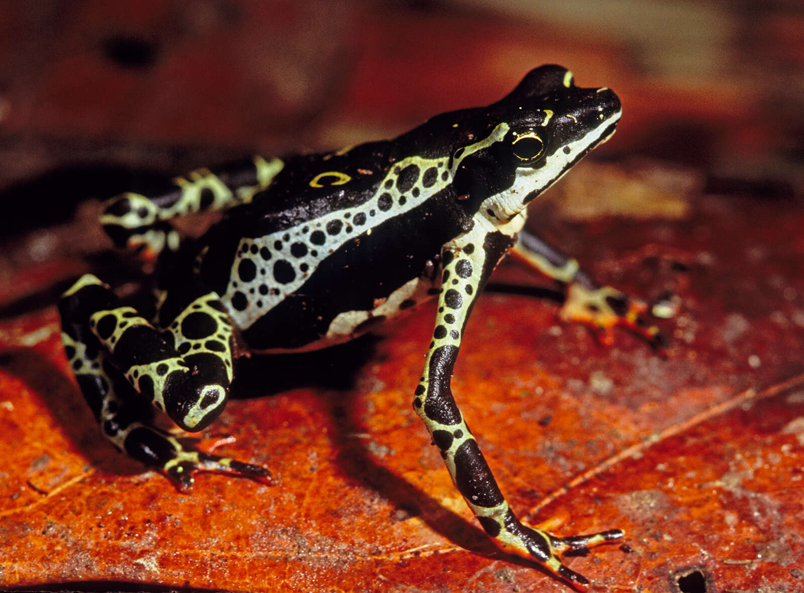 Atelopus spumarius Cope 1871的圖片