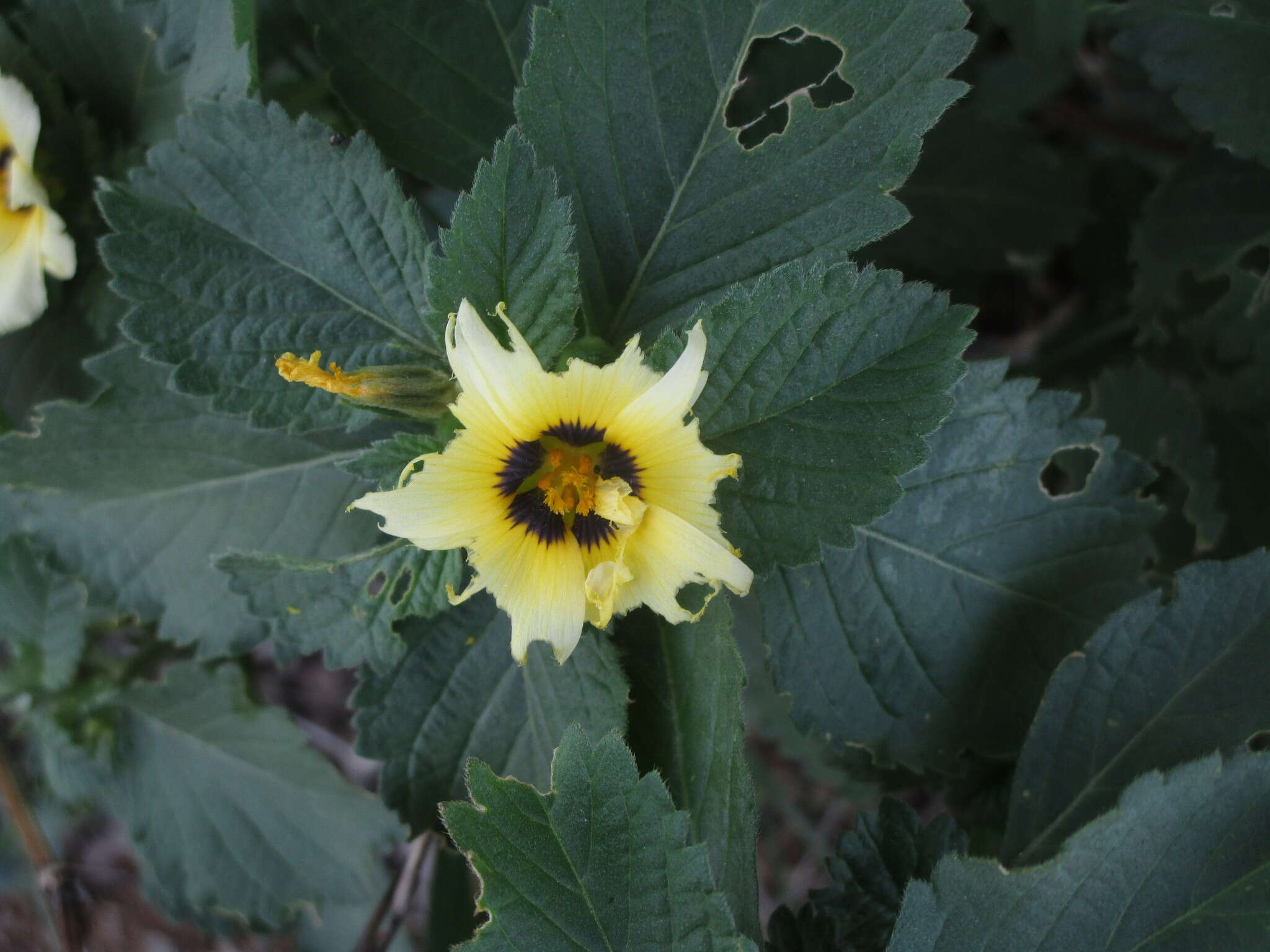 Image of Politician's Flower