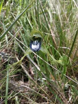 Imagem de Bipinnula montana Arechav.