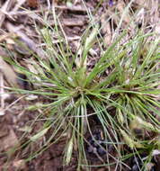 Image of Bulbostylis humilis (Kunth) C. B. Clarke