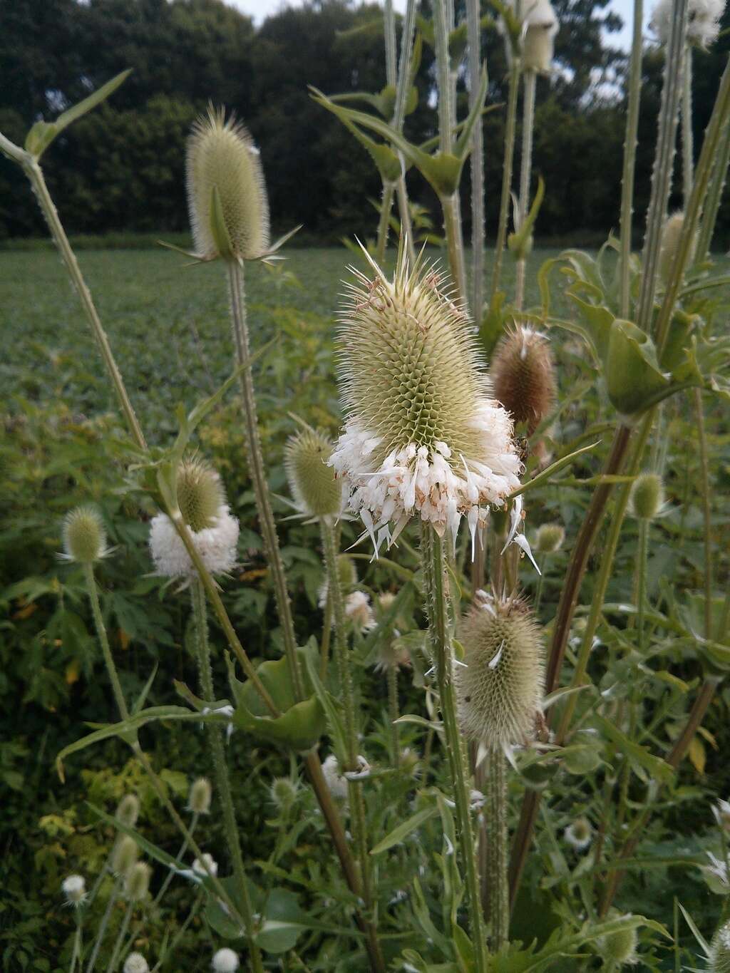 Image of cutleaf teasel