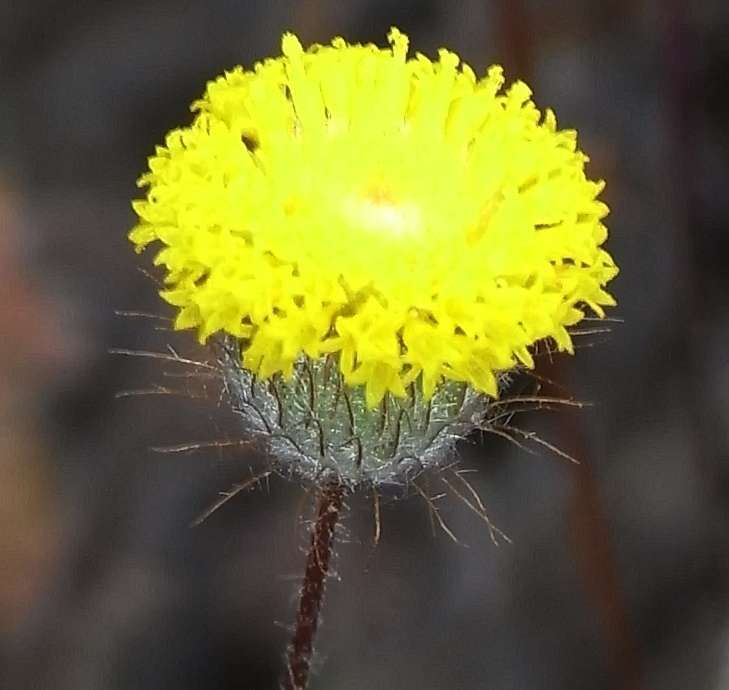 Image of Asteridea athrixioides (Sonder & Mueller) G. Kroner