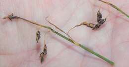 Image of Loose-flowered alpine sedge