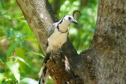 Image of Magpie-jay