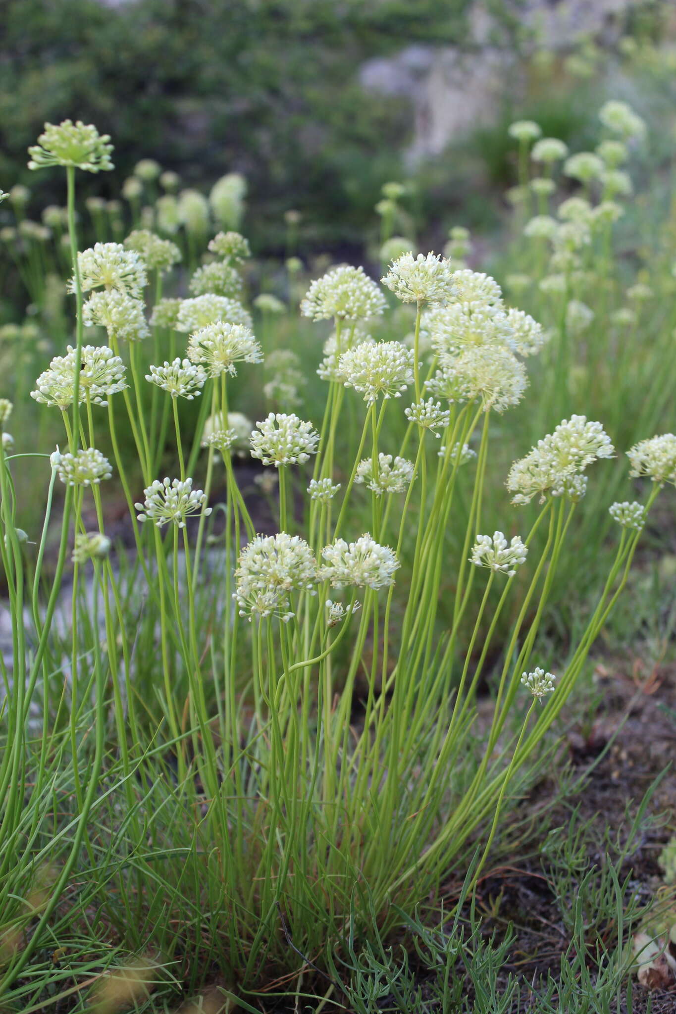 Image of Allium flavescens Besser