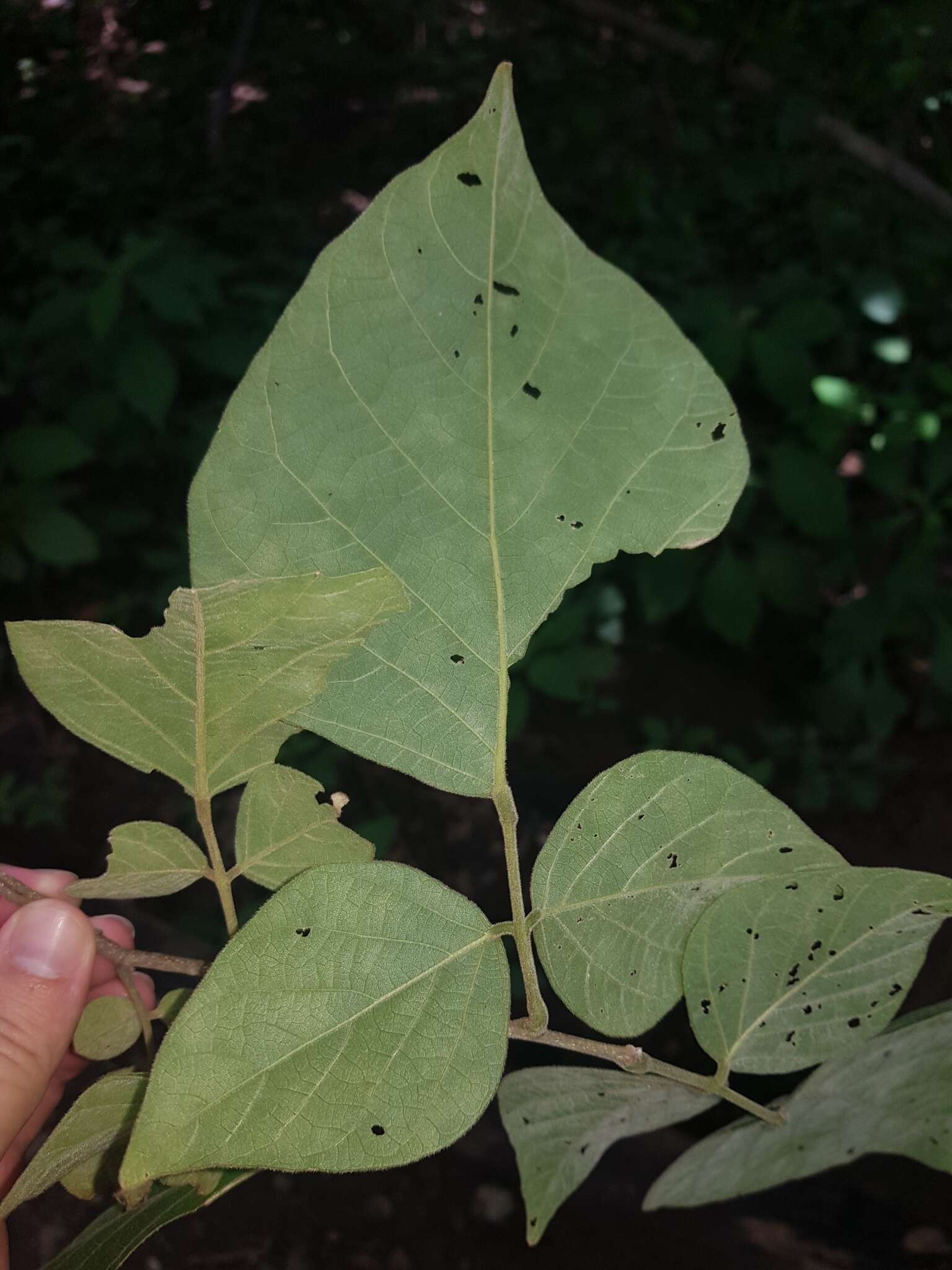 Image de Lonchocarpus phaseolifolius Benth.