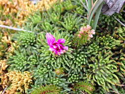 Image of Xenophyllum roseum (Hieron.) V. A. Funk