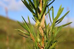 Image of Cliffortia heterophylla Weim.